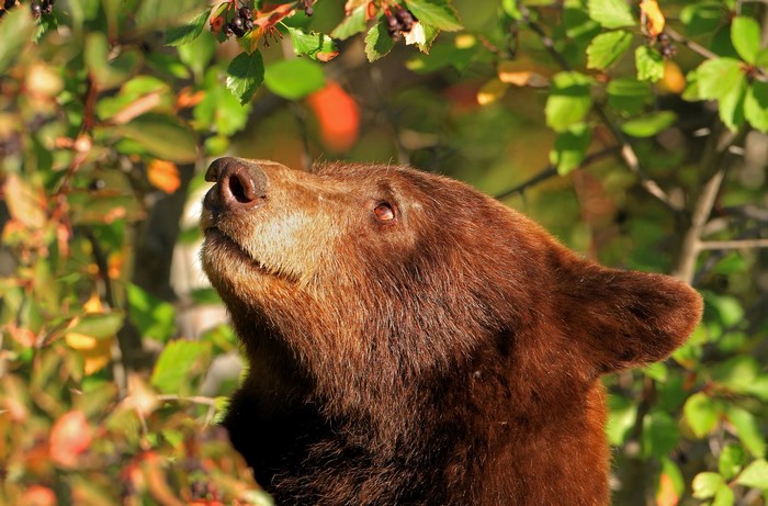 Brown bear looking up at berries on a tree