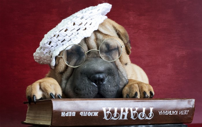 Shar Pei puppy wearing glasses and a hat on a book