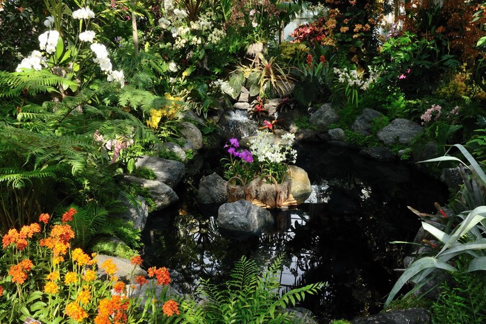Tropical Garden Pond with Orchids and Ferns