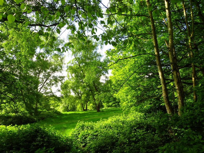 Green forest with sunlight filtering through trees