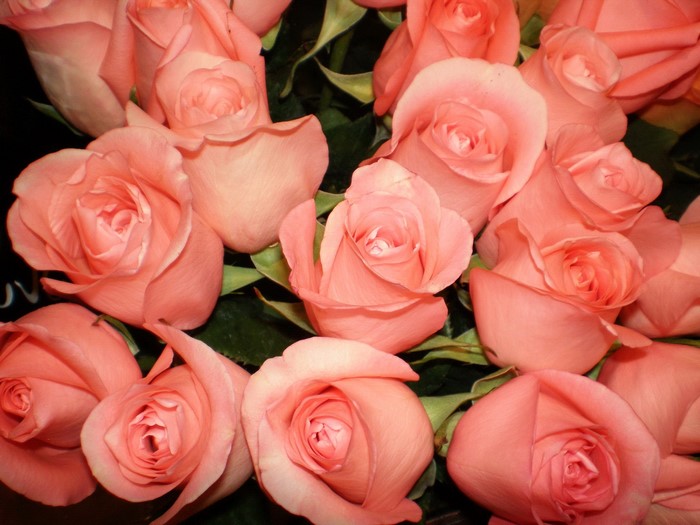 A bouquet of pink roses