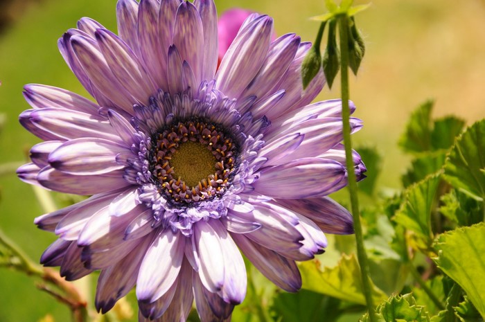 Purple Gerbera Daisy Flower