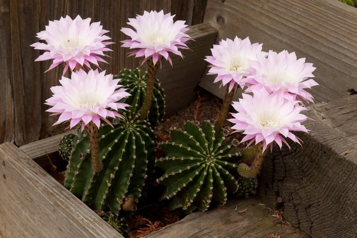 Pink Cactus Flowers in Wooden Planter