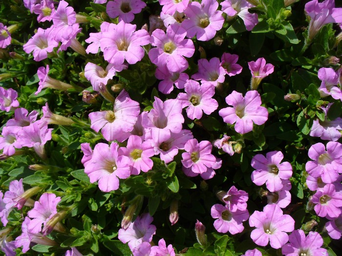 Many violet petunias in bloom