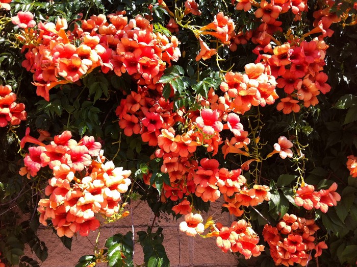 Trumpet Vine Flowers on a Wall