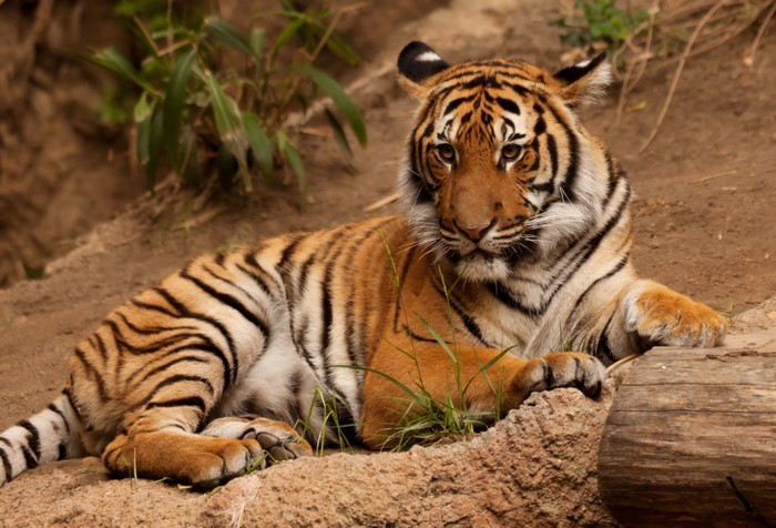 Tiger lying on the ground