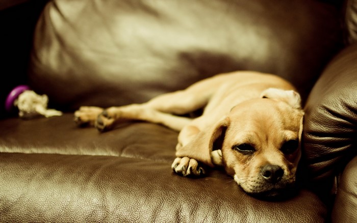 A light brown puppy rests on a brown leather couch
