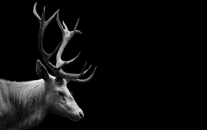 Close-up of a white deer with large antlers