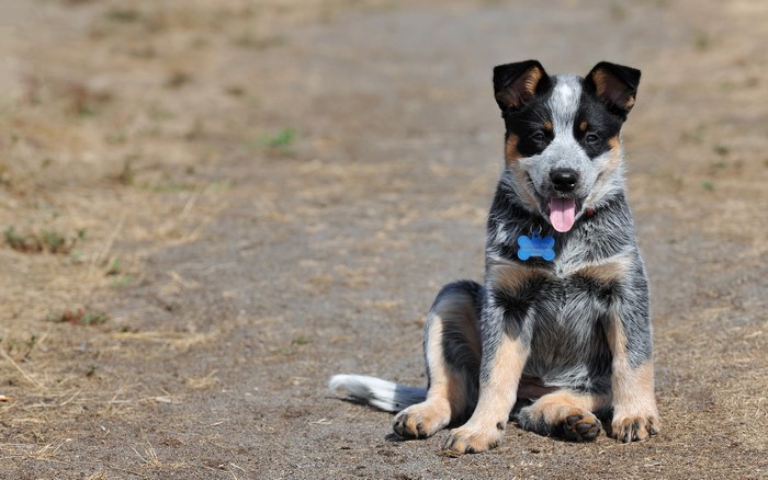 Australian Cattle Dog puppy with blue tag