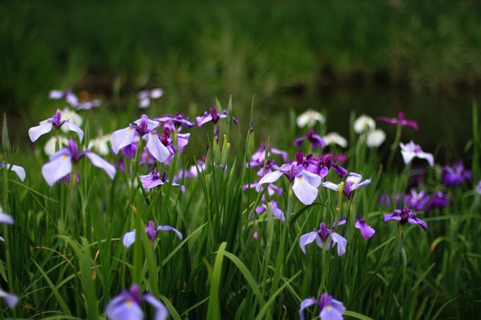 Purple and white irises in green grass