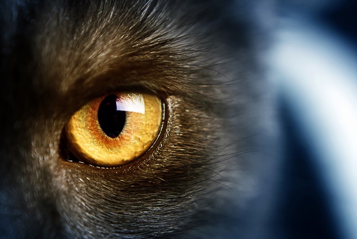 Close-up of a Cat's Yellow Eye
