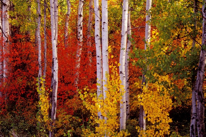 Autumn forest with birch trees and colorful foliage