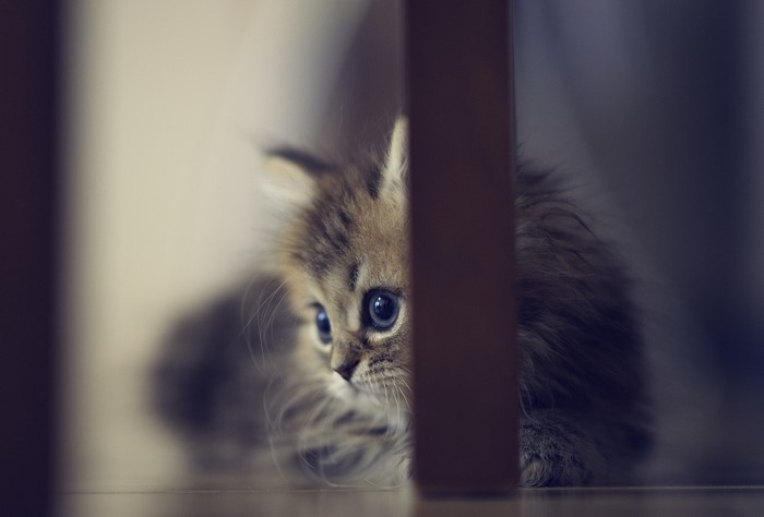 Kitten peeking from behind a wooden post