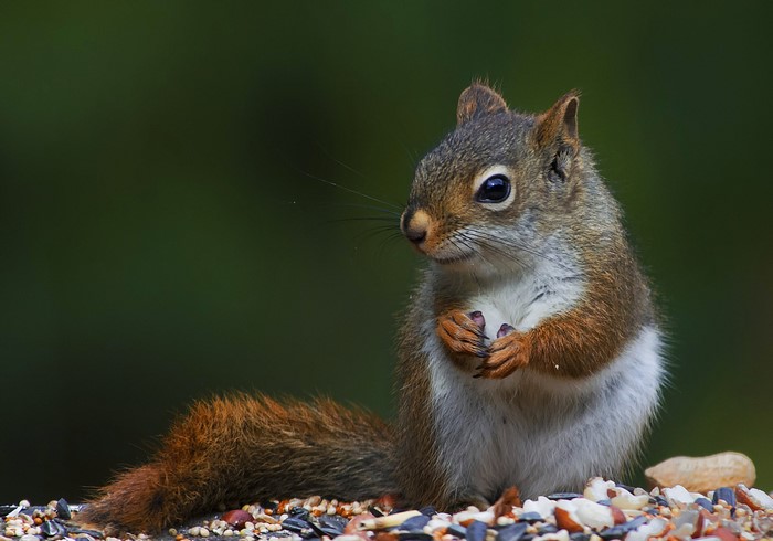 A squirrel sits on a pile of seeds