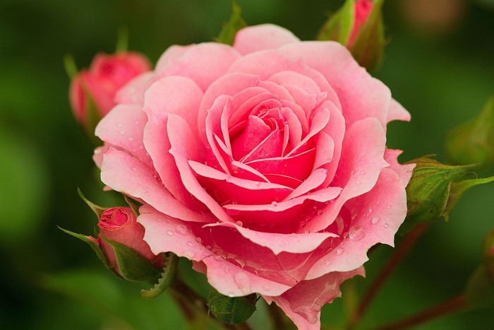 Close-up of a pink rose with water droplets