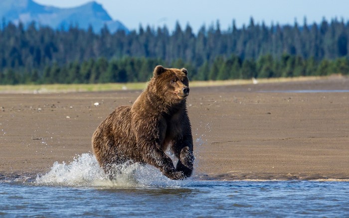 Brown bear running through water on a beach