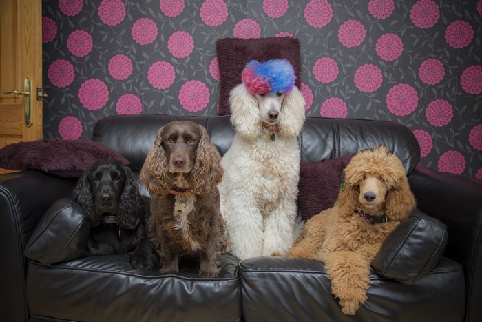 Four dogs on a sofa