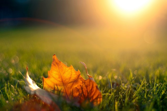 Autumn leaf on grass with sun flare