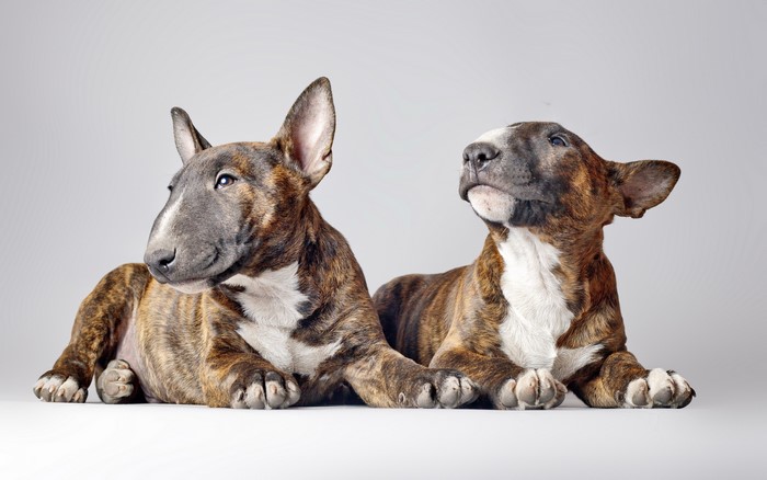 Two Brindle Bull Terriers Lying Down