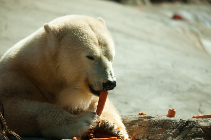 Polar bear eating carrots