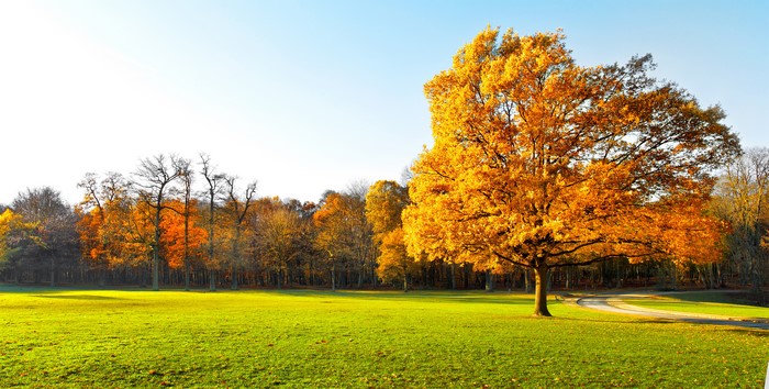 Autumn trees in a grassy field with a path
