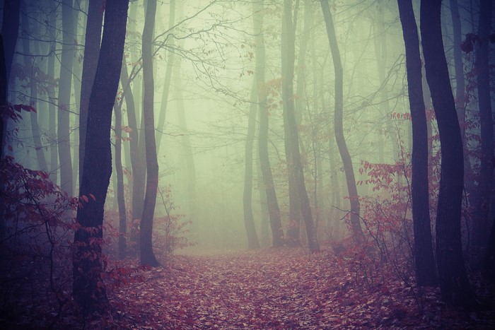 Autumn forest path in fog