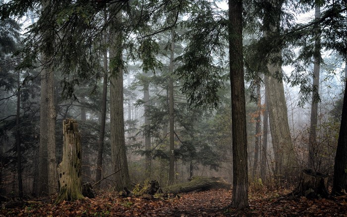 Misty forest with tall trees and a tree stump