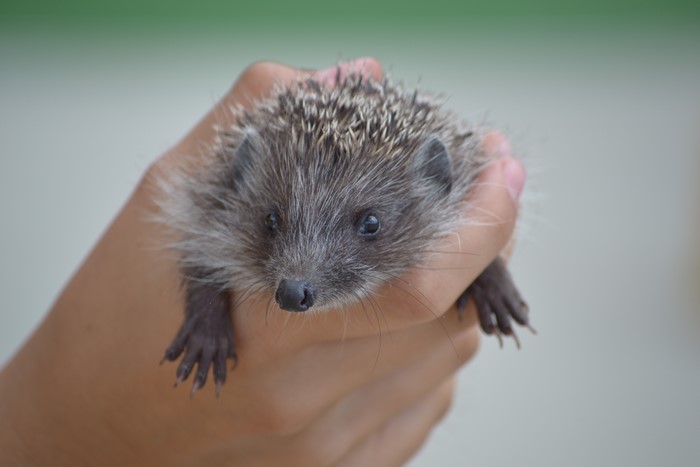 Hedgehog held in hands