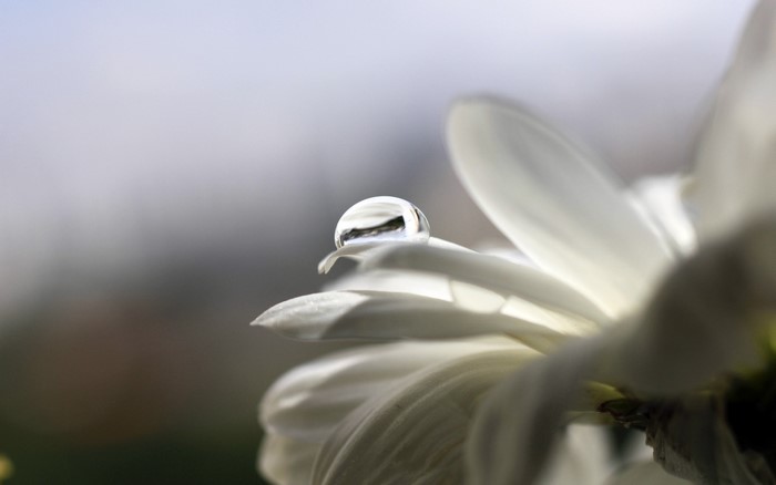 Water drop on a white flower petal