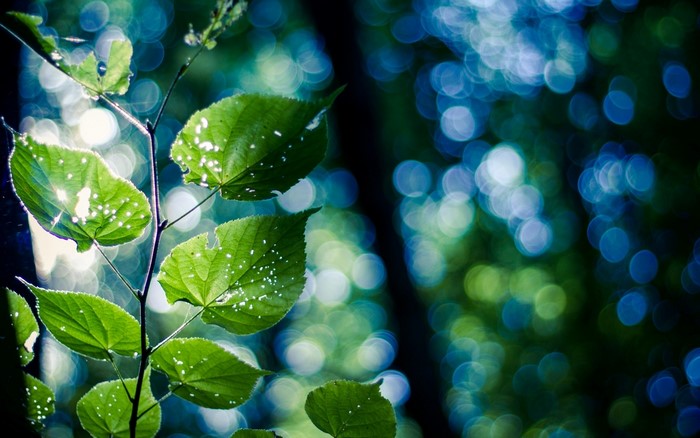 Green leaves on a branch with bokeh background