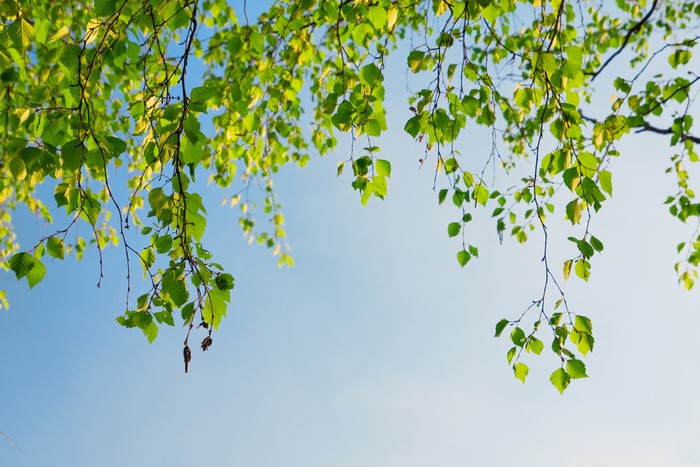 Birch branches with green foliage against a blue sky
