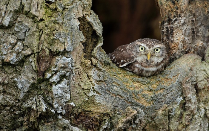 Little owl perched in a tree hollow