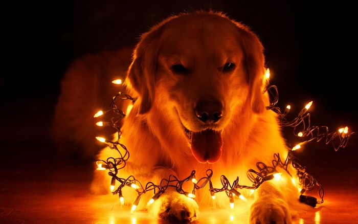 Golden Retriever dog with fairy lights