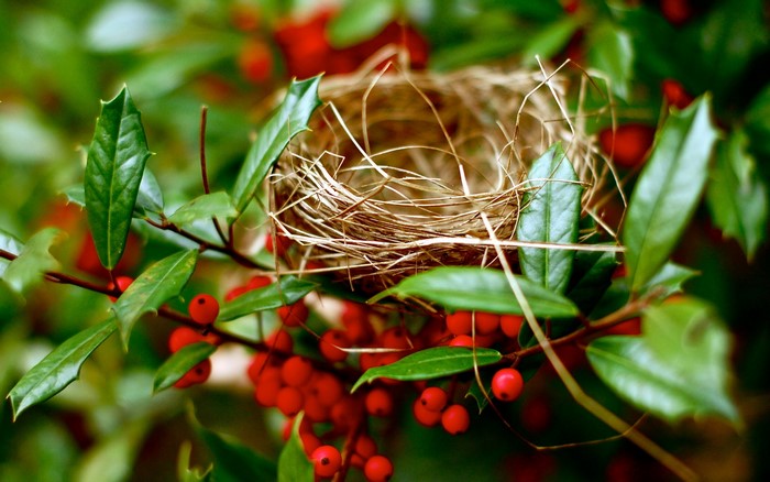 Bird's nest in holly with red berries