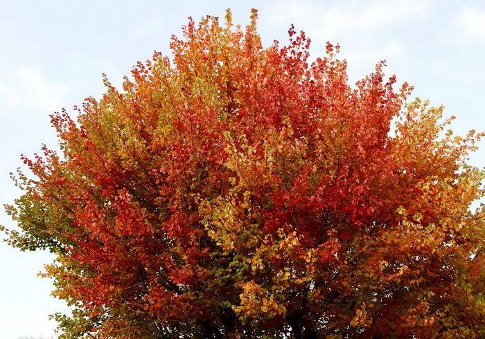 Vibrant Autumn Tree with Red and Orange Leaves