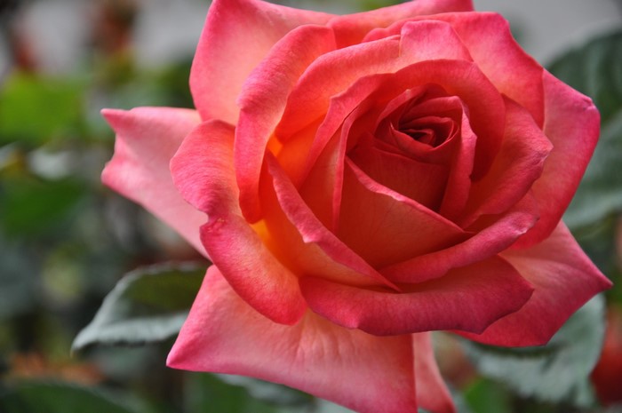 Close-up of a pink and orange rose