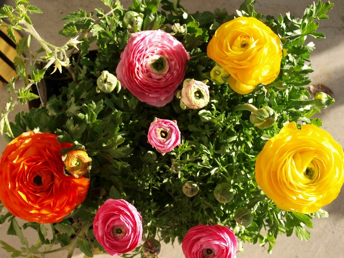Ranunculus flowers in various colors