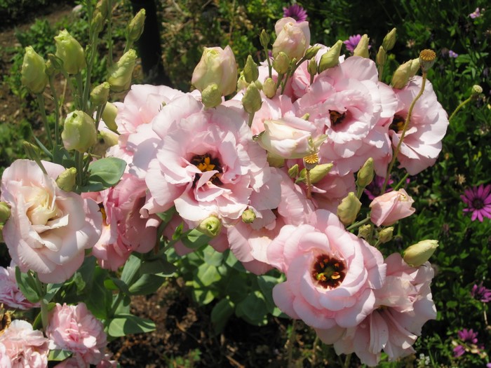 Pink Eustoma flowers with buds