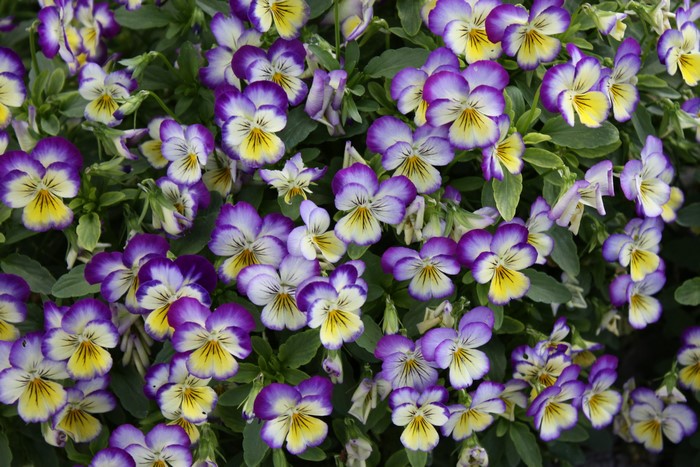 Purple and yellow pansies in a garden