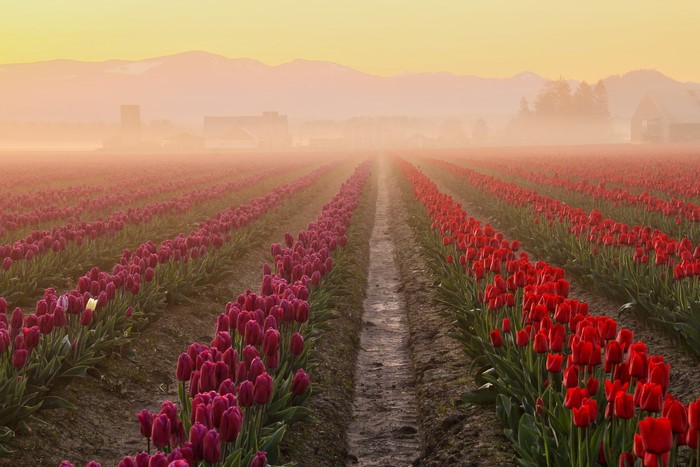 Rows of red and purple tulips in fog at sunrise