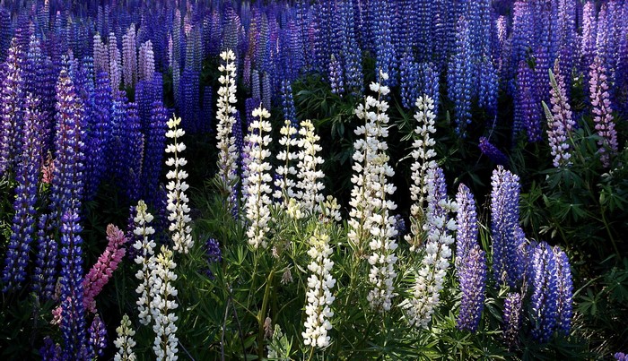 Field of Lupinus flowers