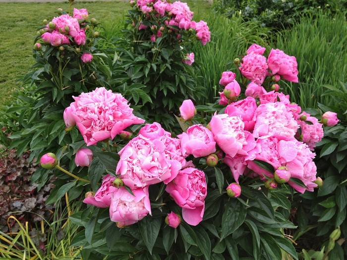 Pink Peonies in Bloom