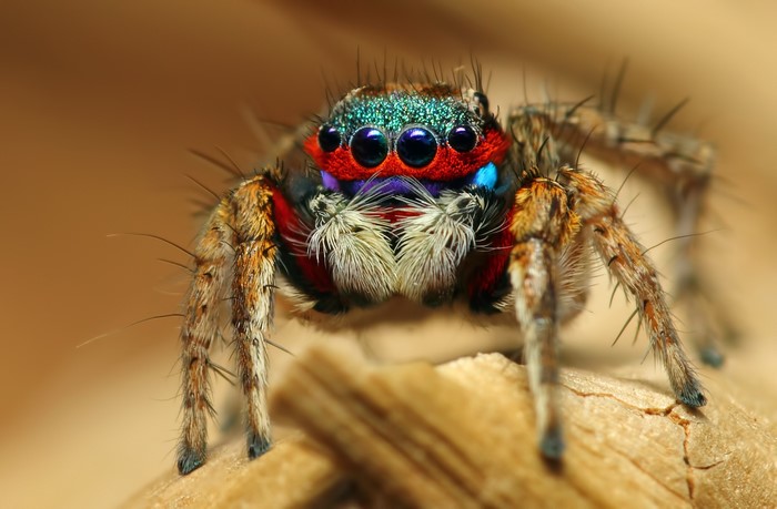 Peacock spider with vibrant colors and multiple eyes