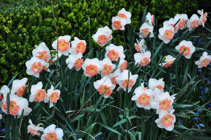 White and pink daffodils in a garden
