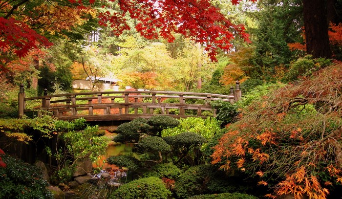 Wooden bridge in a Japanese garden with autumn foliage