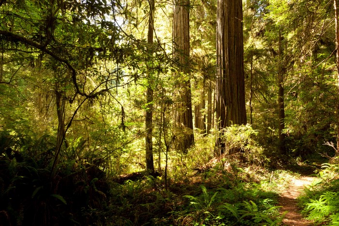 Redwood Forest in California