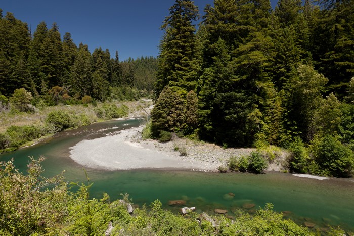 River flowing through redwood forest in USA