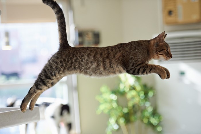 Tabby cat jumping indoors