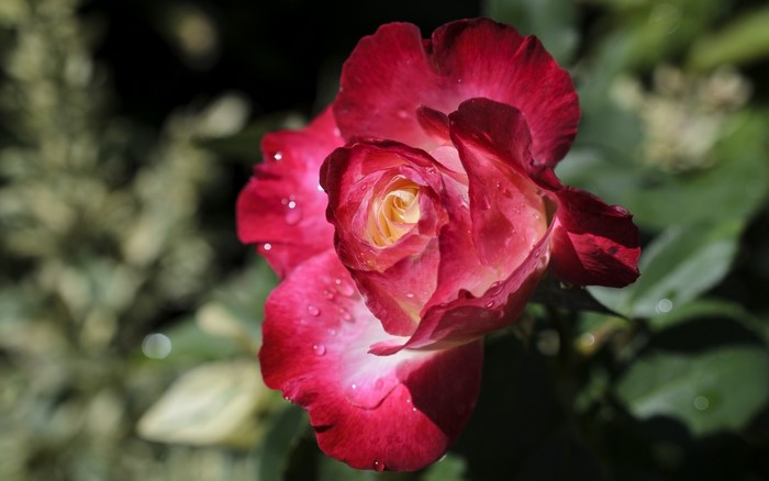 Close-up of a red and yellow rose with water droplets