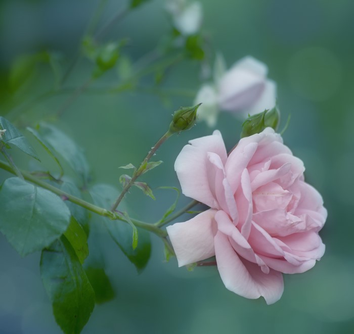 Pink rose with buds and green leaves